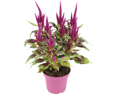 Plamenník FloraSelf Celosia 'Javelin' kvetináč Ø 14 cm