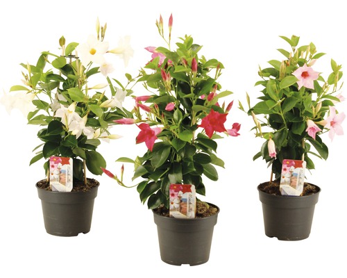 Dipladénia, mandevila biela pyramída FloraSelf Mandevilla výška 50-55 cm kvetináč Ø 17 cm Tri rastliny Mandevilla v kvetináčoch s kvetmi rôznych farieb