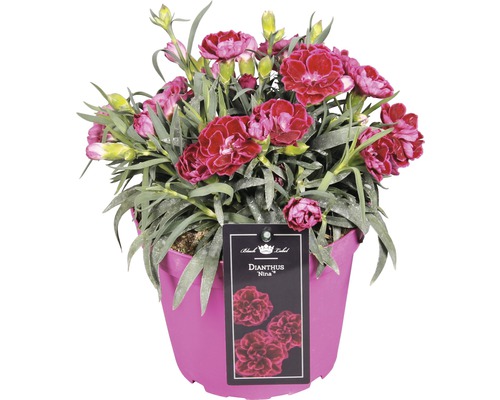 Klinček ''Dianthus Nina'' v kvetináči