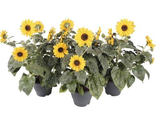 Slnečnica FloraSelf Helianthus annuus 'Sunfinity' kvetináč Ø 23 cm 1 ks