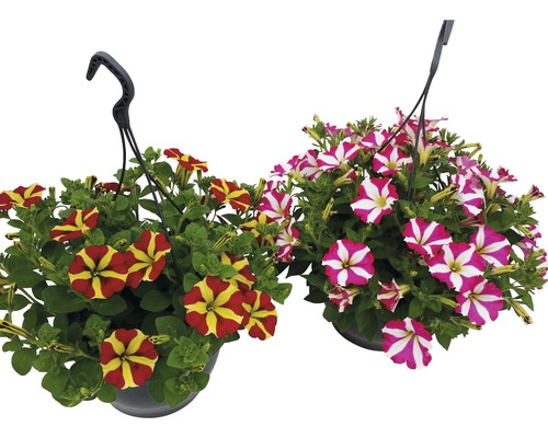 Petúnia previsnutá dvojfarebná FloraSelf Petunia x hybrid v závesnom kvetináči Ø 23 cm, rôzne druhy