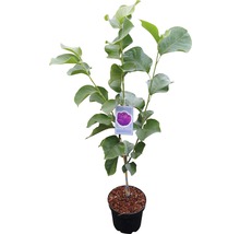 Tulipán Black Tulip v kvetináči