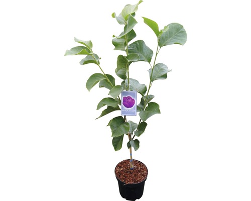 Tulipán Black Tulip v kvetináči