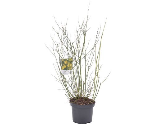 Zlatovka v kvetináči bez listov