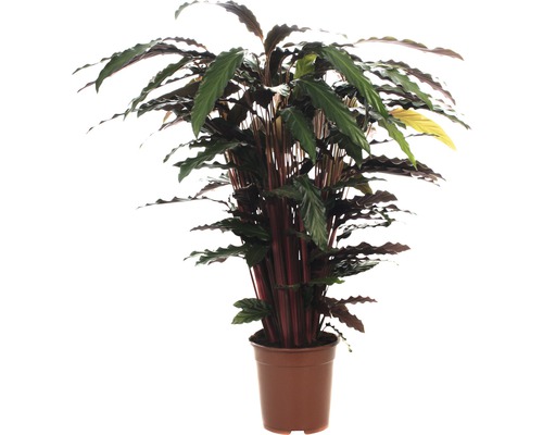 Rastlina Calathea rufibarba v kvetináči