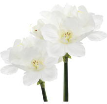 Dve umelé narcisy s bielymi kvetmi
