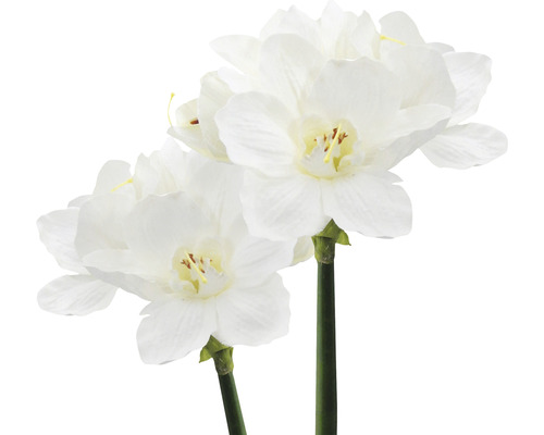 Dve umelé narcisy s bielymi kvetmi