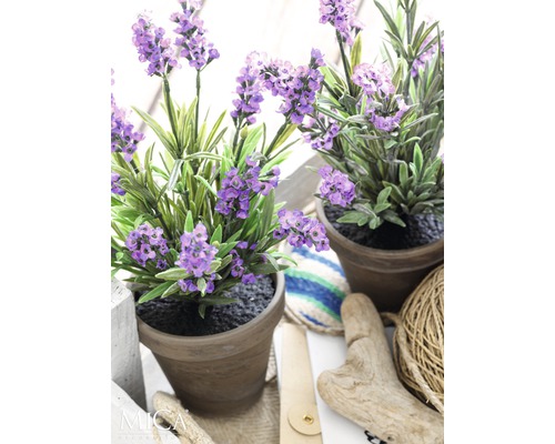 Dve rastliny levandule v kvetináči