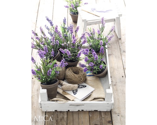 Dekoratívne levanduľové rastliny v kvetináčoch, usporiadané v bielej drevenej debne na drevenom stole.