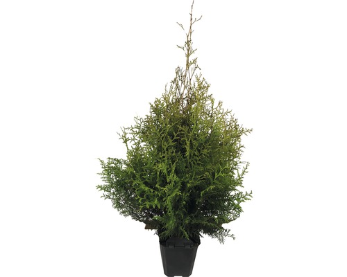 Tuja FloraSelf Thuja occidentalis 'Brabant' 80-100 cm v kvetináči