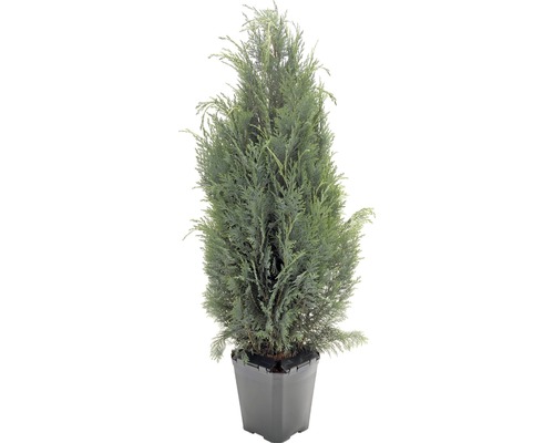 Jeden borievkový strom v kvetináči