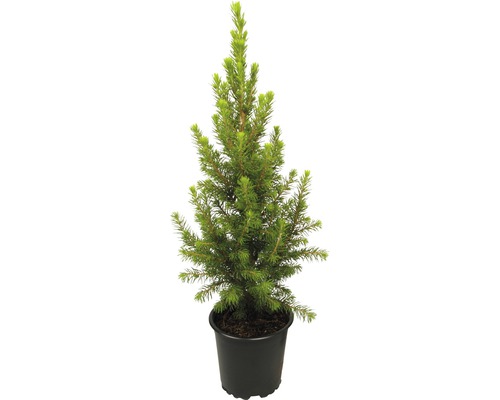 Zakrpatený smrek biely Picea glauca 'Conica Perfecta' cca 30 cm 0,8 l