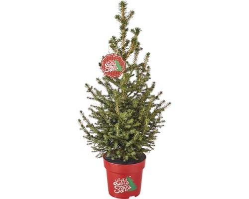 Smrek 'Little Santa'-R- výška 50-60 cm kvetináč 5 l mini vianočný stromček vhodný na výsadbu