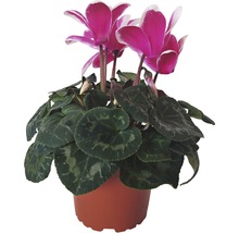 Cyklámen Cyclamen DUO kvetináč Ø 12 cm, rôzne farby-thumb-0 Cyklámen Cyclamen DUO kvetináč Ø 12 cm, rôzne farby-thumb-0