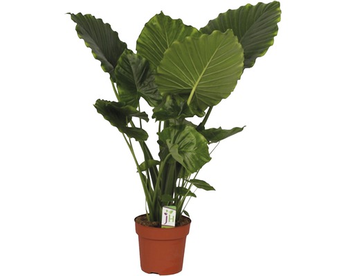 Alokázia FloraSelf Alocasia macrorrhizos 'California' výška 90-100 cm kvetináč Ø 21 cm Alokázia FloraSelf Alocasia macrorrhizos 'California' výška 90-100 cm kvetináč Ø 21 cm