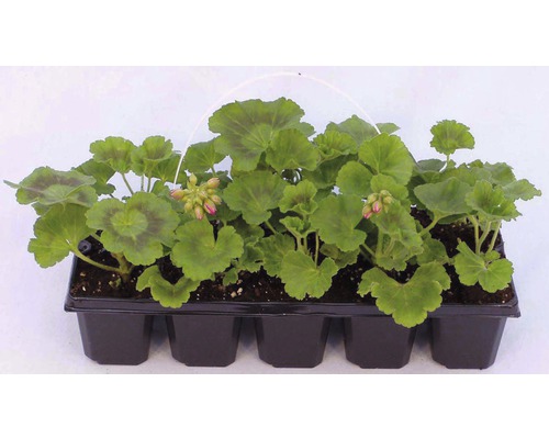 Muskaty Hornbach (muškáty jsou, Hornbachu naleznete, Hornbachu můžete, Muškáty Pelargonium) Muskaty Hornbach