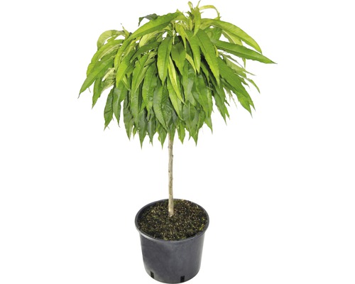 Broskyňa trpasličia bio FloraSelf Bio Prunus persica 'Bonanza' výška kmeňa 40 cm celková výška cca 60-80 cm kvetináč 7,5 l samoopelivá