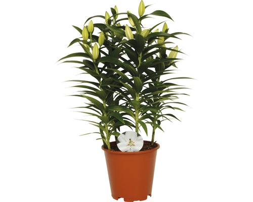 Ľalia FloraSelf Lilium orientalis výška 20-30 cm kvetináč Ø 19 cm 1 ks, rôzne farby Ľalie v kvetináči s ešte zatvorenými kvetmi