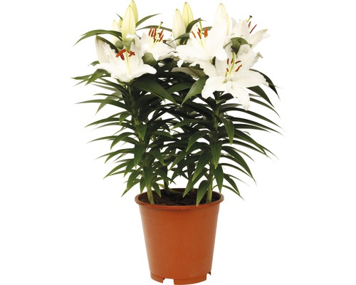 Ľalia s bielymi kvetmi v kvetináči