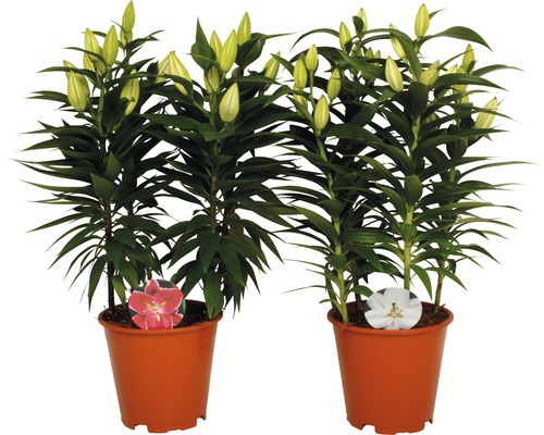 Dve rastliny ľalií v kvetináčoch s púčikmi