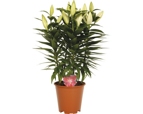 Ľalie v kvetináči s ešte zatvorenými kvetmi