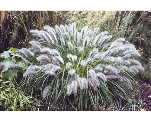 Perovec psiarkovitý FloraSelf Pennisetum kvetináč 3 l 1 ks, rôzne druhy