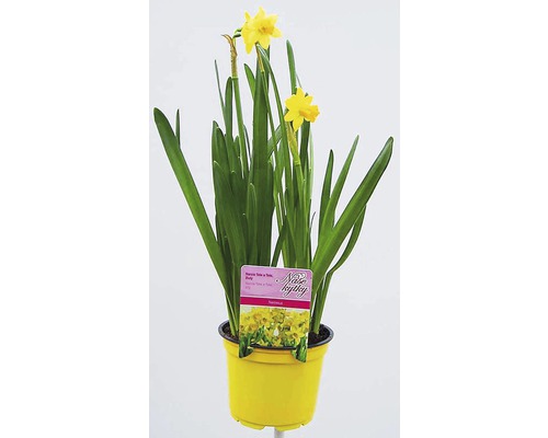 Narcis kvetináč Ø 12 cm rôzne druhy