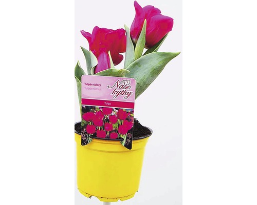Tulipán kvetináč Ø 12 cm rôzne druhy