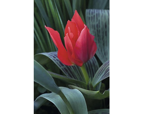 Červený tulipán v záhone