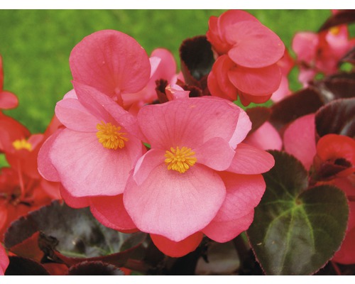 Detailný záber na ružové kvety begónie so žltými tyčinkami