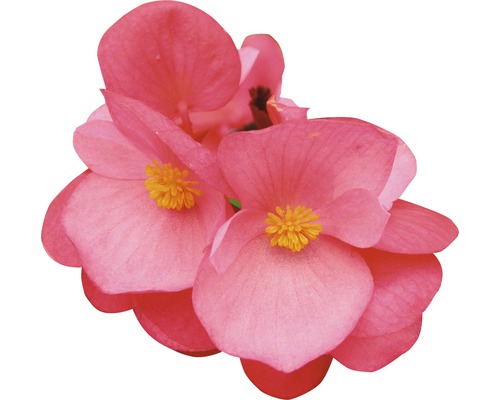 Detail kvetu begónie