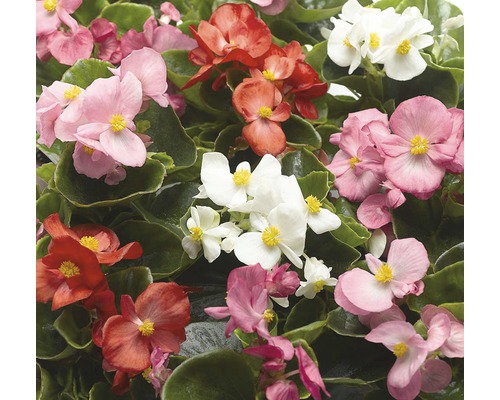 Detailný záber kvetov begónií v rôznych farbách so zelenými listami