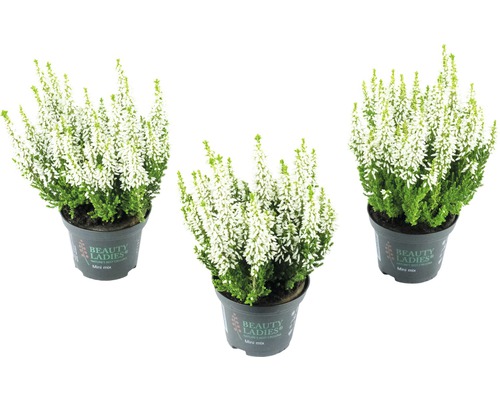 Tri biele vresy v kvetináčoch