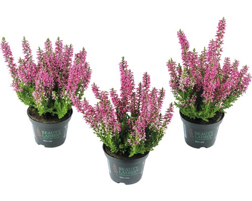 Vres obyčajný Mini mix FloraSelf Calluna vulgaris 'Beauty Ladies' kvetináč Ø 6 cm 1 ks, rôzne druhy