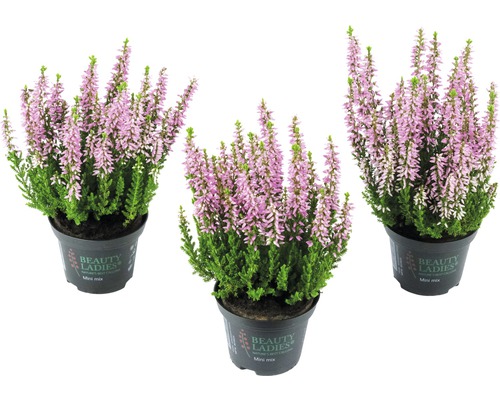 Tri vresy v kvetináči so zelenými listami a ružovými kvetmi