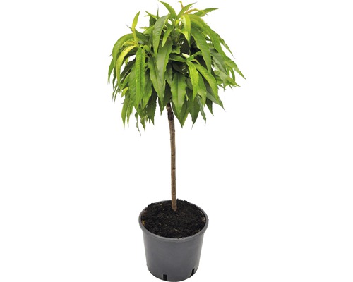 Broskyňa v kvetináči