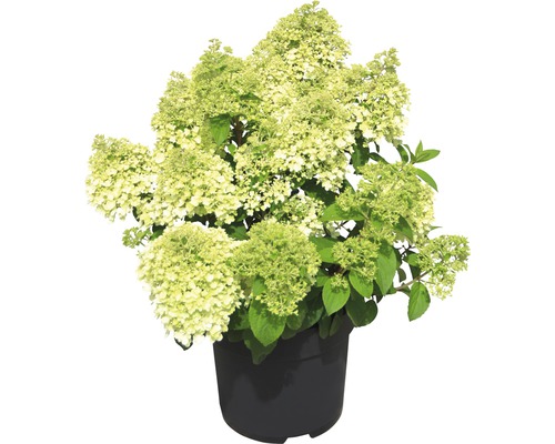 Hortenzia latnatá FloraSelf Hydrangea paniculata 'Bobo'® 50-60 cm kvetináč 6 l