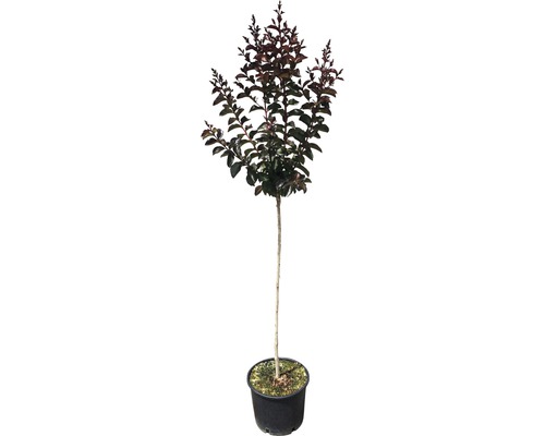 Lagerstroémia, myrtha indická polokmeň Lagerstroemia indica 'Rhapsody' výška kmeňa 80-100 cm kvetináč 7,5 l