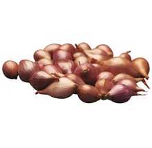 Šalotka