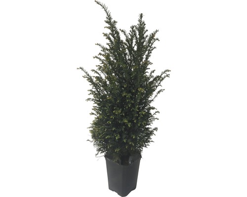 Tis v kvetináči