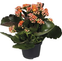 Kalanchoe v kvetináči