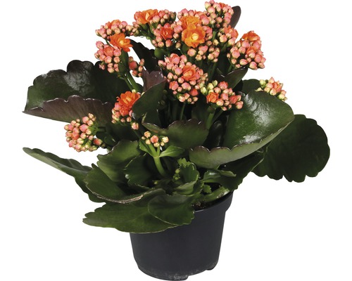 Kalanchoe v kvetináči