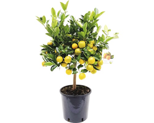 Citrus kalamondin stromčekový Citrofortunella mitis kvetináč Ø 21 cm