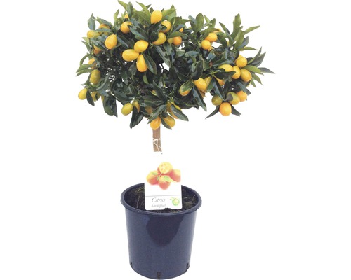 Kumquat stromčekový FloraSelf Citrus japonica kvetináč Ø 21 cm