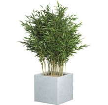 Bambus v hranatom kvetináči