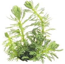 Vodná rastlina s filigránovými listami do akvárií