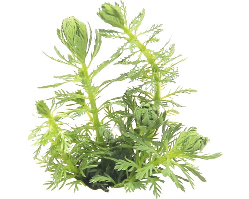 Vodná rastlina s filigránovými listami do akvárií