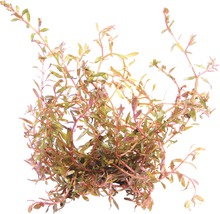Vodná rastlina Rotala rotundifolia
