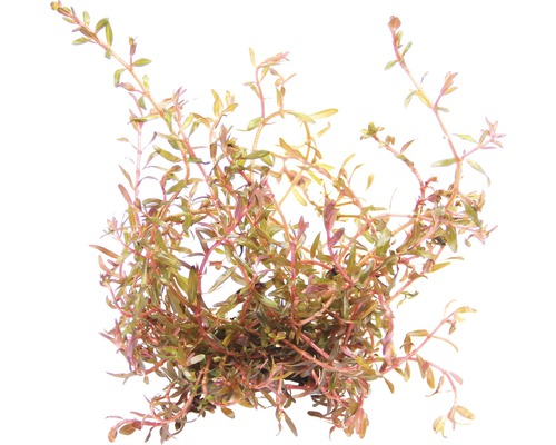 Vodná rastlina Rotala rotundifolia