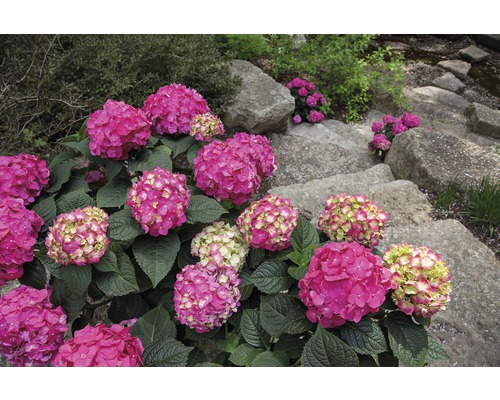 Hortenzia veľkolistá Endless Summer® Hydrangea macrophylla 'Summer Love' 20-35 cm kvetináč 5 l červená